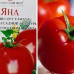 มะเขือเทศของยาน่า