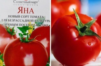 มะเขือเทศของยาน่า