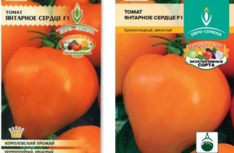 มะเขือเทศสีเหลือง