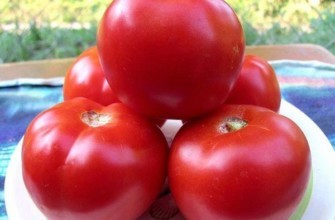 มะเขือเทศยูลา