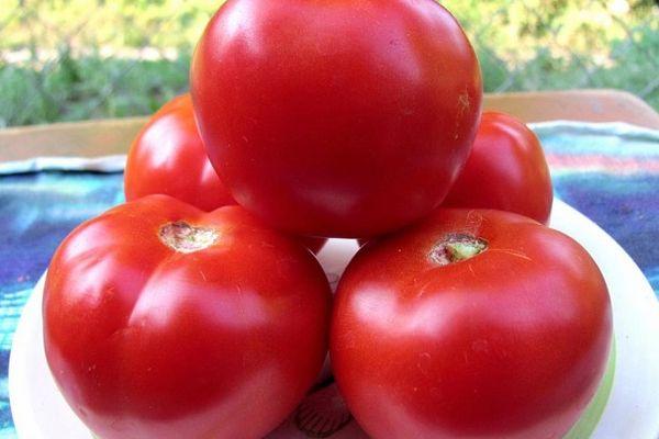 มะเขือเทศยูลา