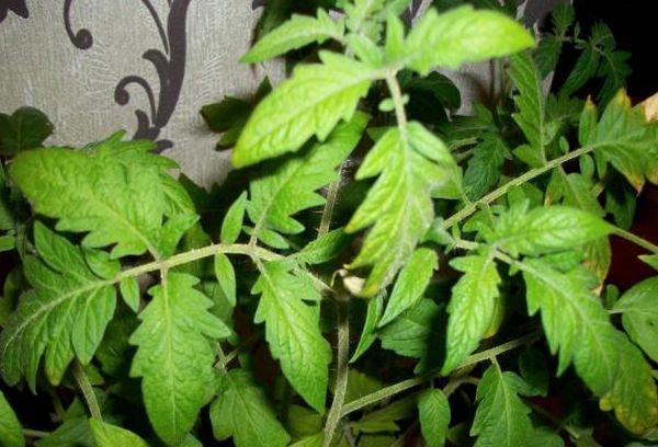 ใบมะเขือเทศ