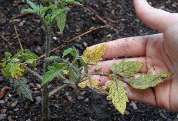 โรคของมะเขือเทศ