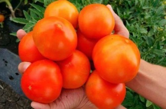 มะเขือเทศในมือ