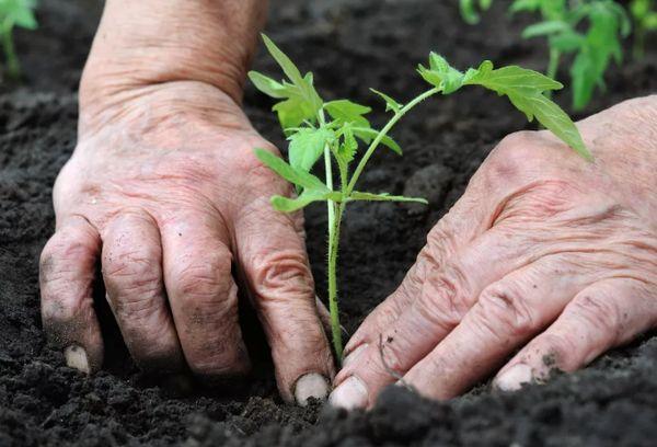 การปลูกมะเขือเทศ