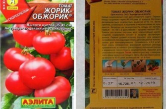 เมล็ดมะเขือเทศ