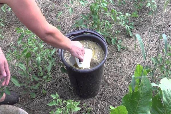 Engrais pour tomates