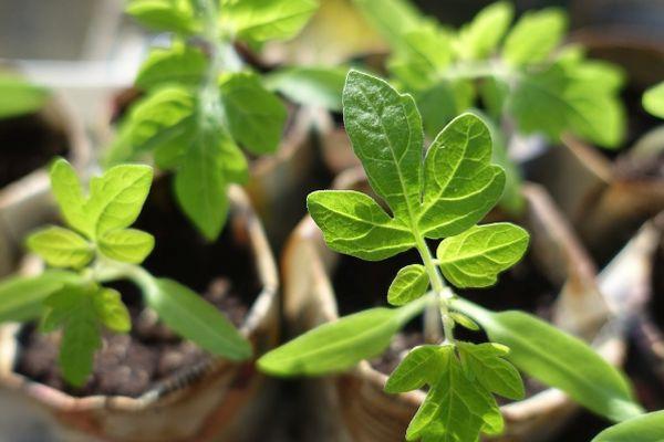 Pousses de tomates