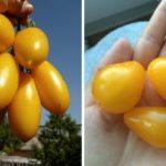tomates jaunes