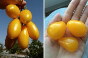 คำอธิบายมะเขือเทศสีเหลือง Golden Brush และกฎการปลูกสำหรับพันธุ์ต่างๆ