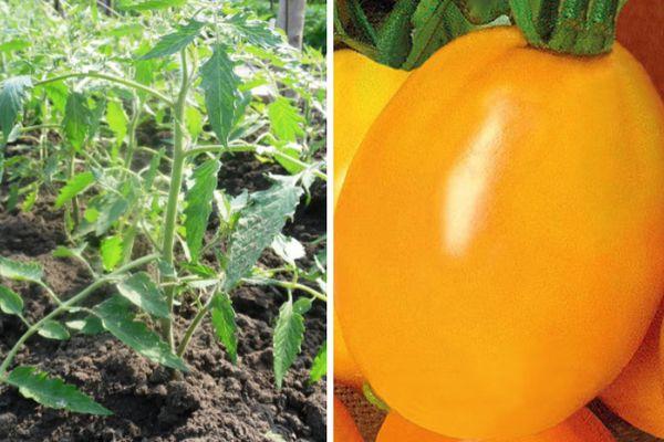 การปลูกมะเขือเทศ