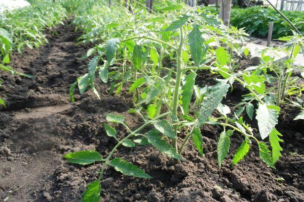 แปลงมะเขือเทศ