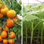 มะเขือเทศสีเหลือง