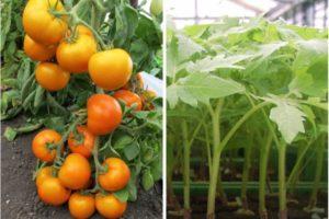 รายละเอียดของมะเขือเทศ "ทองแห่งตะวันออก" ข้อดีและเทคนิคการปลูกของพันธุ์