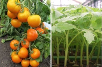 มะเขือเทศสีเหลือง