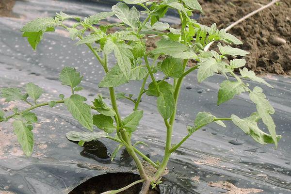 ต้นกล้ามะเขือเทศ