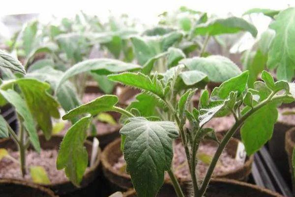 ต้นกล้ามะเขือเทศ