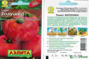 คำอธิบายมะเขือเทศซินเดอเรลล่าและกฎสำหรับการปลูกต้นกล้าจากเมล็ด