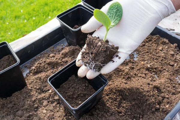 ต้นกล้ามะเขือเทศ