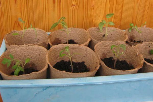 หม้อพีท