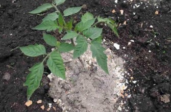 ปุ๋ยสำหรับมะเขือเทศ