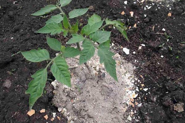 Engrais pour tomates