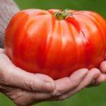 มะเขือเทศยักษ์