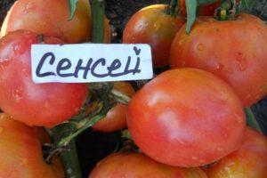 ลักษณะและลักษณะของมะเขือเทศเซนเซย์ การปลูกพันธุ์