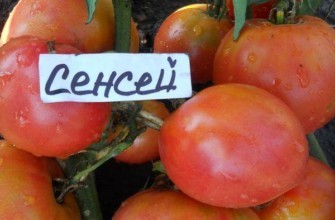 มะเขือเทศเซนเซย์