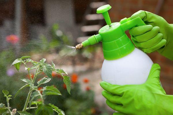 Pulvérisation de tomates