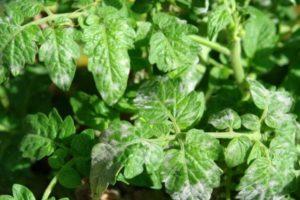 วิธีและสิ่งที่สามารถใช้รักษามะเขือเทศจากโรคราแป้งและมาตรการควบคุม