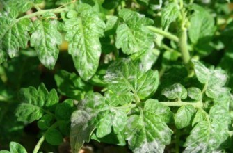 มะเขือเทศที่เป็นโรค