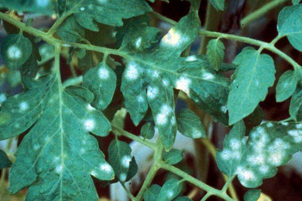 champignon marsupial