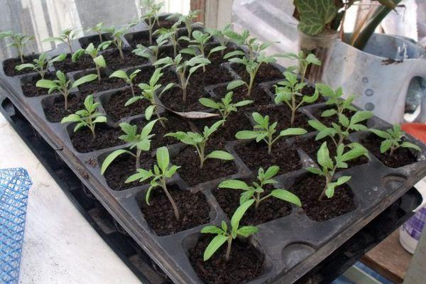 Conteneur avec semis