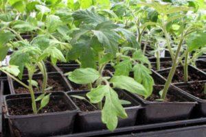 การเด็ดต้นกล้ามะเขือเทศด้วยวิธีของกานิชกินา