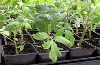 ภาชนะใส่ต้นกล้า