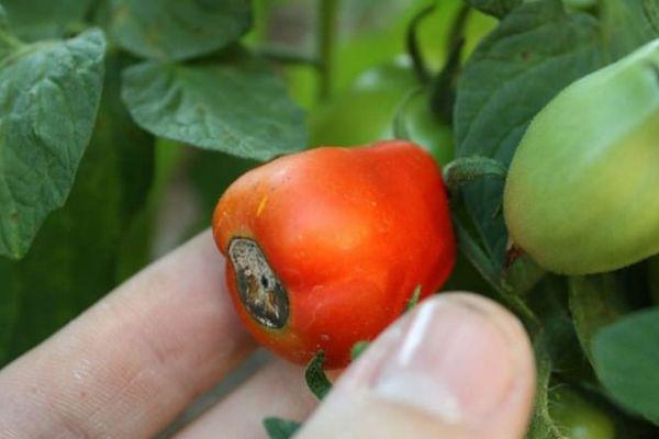 maladie de la tomate