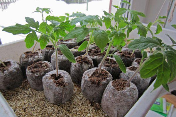 Comprimés de tourbe