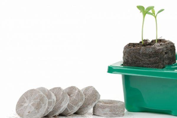 Comprimés de tourbe