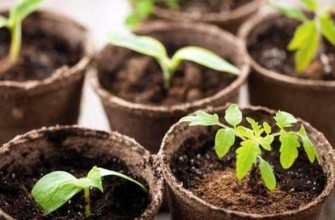 ต้นกล้าในกระถาง