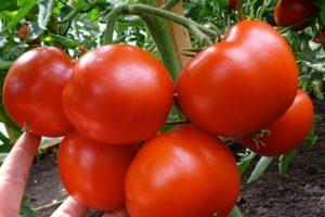 คำอธิบายเกี่ยวกับมะเขือเทศ Gravity และการปลูกมันที่บ้าน