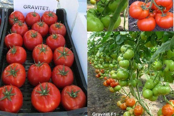 Une boîte de tomates