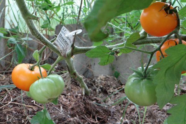 Cultiver des tomates