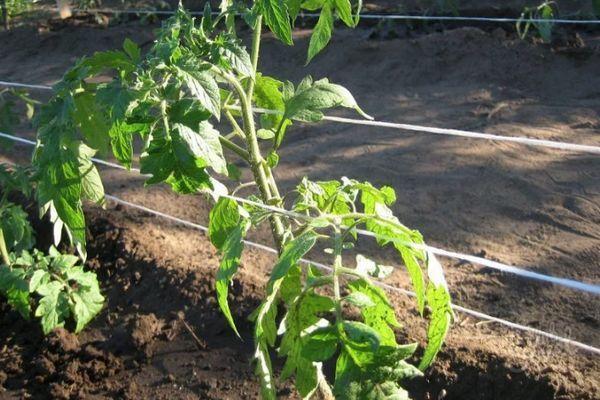 มะเขือเทศมัด