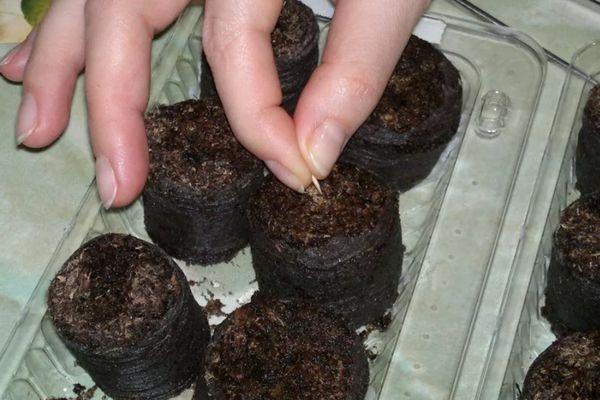 พีทแท็บเล็ต