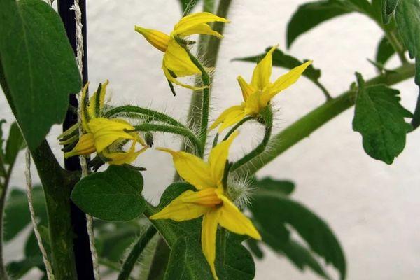 ดอกมะเขือเทศ