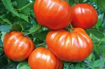 มะเขือเทศผลใหญ่