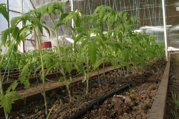 Treillis dans la serre