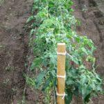 มะเขือเทศมัด