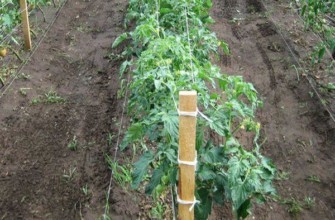 มะเขือเทศมัด